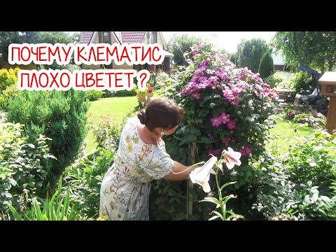 Видео: Почему клематис плохо цветет? Как заставить цвести клематис по всей высоте побегов?