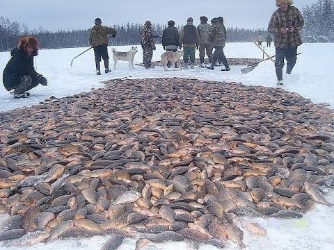 Видео: Рыбалка зимой. Лов карася неводом под льдом на диком озере.
