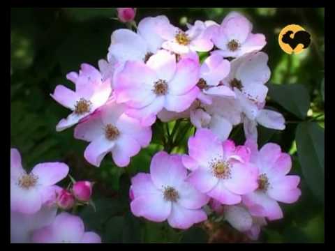 Видео: Ландшафтные розы. Мускусные гибриды. Розы в Саду 16