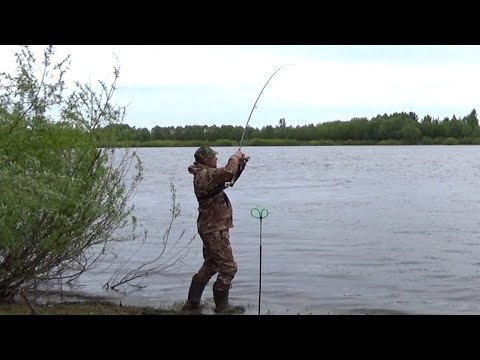 Видео: ЛЕЩЕЙ ВОРУЮТ- РУКИ ТРЯСУТСЯ! Рыбалка на Леща 2025 с Короткими Поводками! Лещ на Сало!