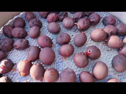 Видео: ХОЗЯЙСТВЕННЫЕ ВОПРОСЫ 