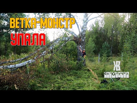 Видео: Береза-великанша сломалась! Срочный авральный распил на дрова. ЖКВ Саморучка