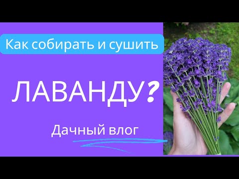 Видео: Как и когда собирать лаванду! Как сушить и делать букетики #лаванда#сушимлаванду#дачныйвлог#