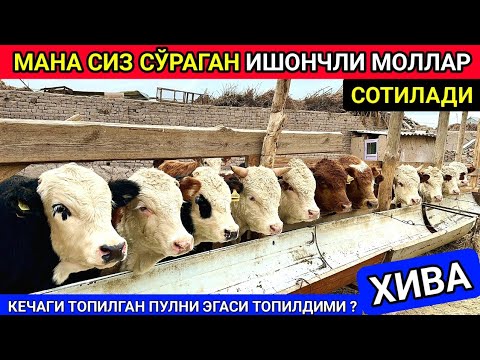 Видео: УЙДА БОҚИЛГАН ИШОНЧЛИ ЗОТДОР МОЛЛАР СОТИЛАДИ ХИВА 21-октября 2024 г.