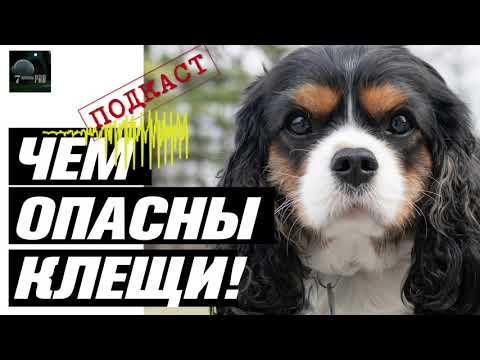 Видео: Клещи у собак. Укус клеща и бабезиоз (пироплазмоз) у собак. Профилактика и защита.