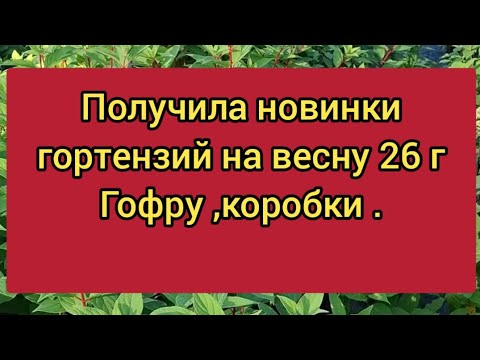 Видео: Новинки гортензий на сезон 26 г. О ценах на доставку и саженцы. Рабочие моменты