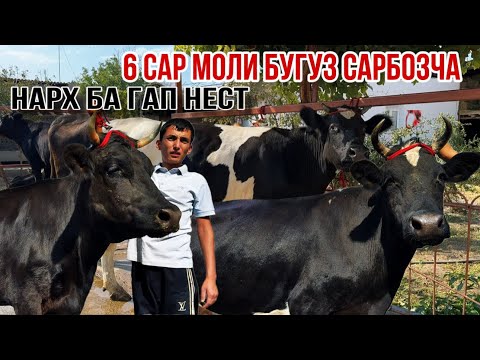 Видео: Сарбозча имруз арзон молхои бугуз Спитомен 16 сентября 2025 г.