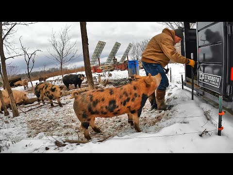 Видео: Веселье со свиньями