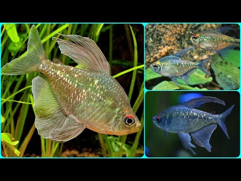 Видео: Аквариумная рыбка Бриллиантовая тетра Содержание Разведение и Чем Кормить