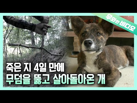 Видео: Мертвая собака ожила из могилы ... ?? Чудесная история возрождения