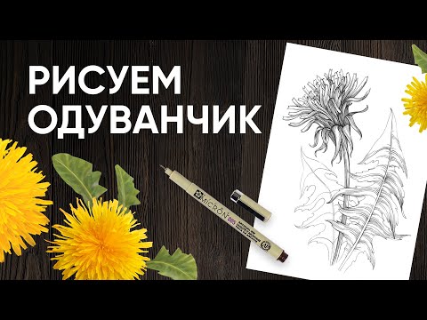 Видео: Как нарисовать одуванчик - Уроки рисования - Ола Ч.
