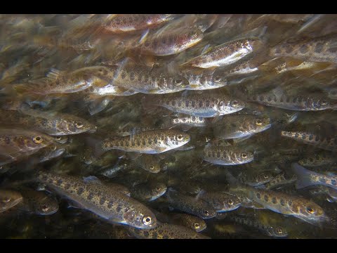 Видео: Как кормить малька форели и что любит клариевый сом.