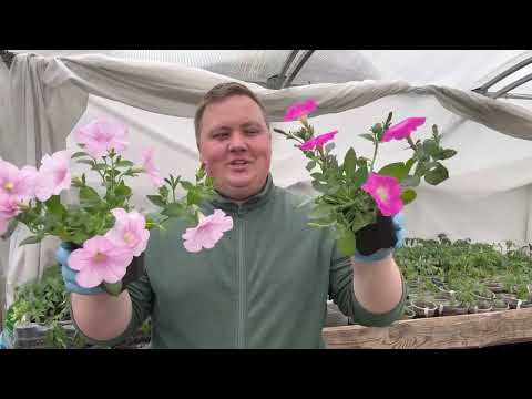 Видео: Готовлюсь к продажам// Высаживаю петунию в кашпо 🥰