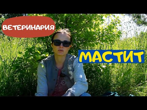 Видео: МАСТИТ. Что делать? Как быть? Козы, Коровы и другие молочные животные