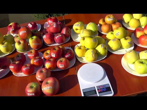 Видео: Продолжаем обзор зимних сортов яблони / 19.10.2023г.