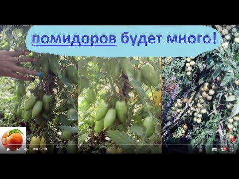 Видео: Томатов будет много tomato Рассада Ответы Сделайте так и помидор вырастет много Помидоры ч1 правильн