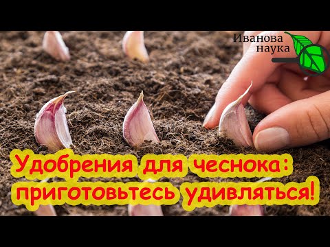 Видео: САМАЯ ЛУЧШАЯ ЗАПРАВКА ГРЯДОК ПОД ЧЕСНОК и ЛУК! Какие удобрения дать для крупного и здорового чеснока