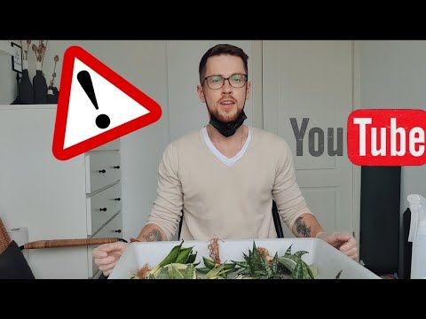 Видео: Сансевьерии. Пошаговая обработка/подготовка новых растений к посадке.