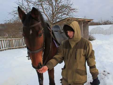 Видео: Верхом на коне!