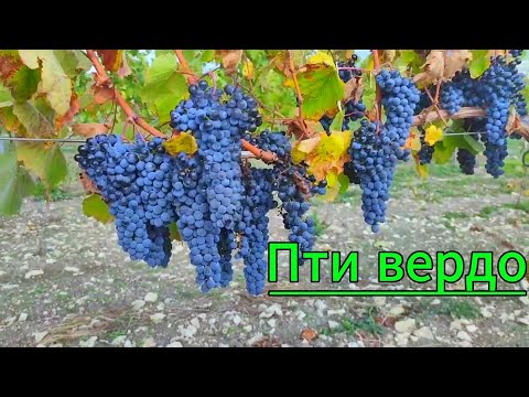 Видео: Пти вердо. Супер терруар/Идеальная фенольная зрелость!