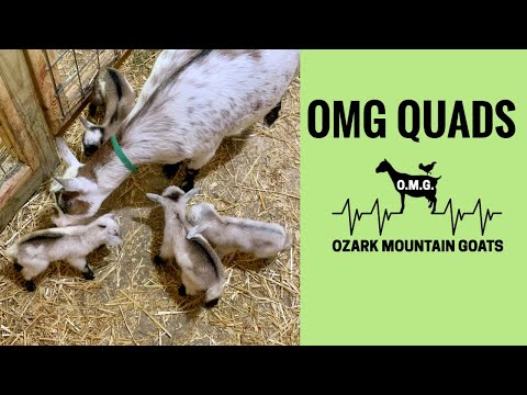 Видео: У первой козочки есть четвереньки