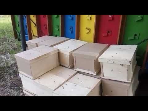 Видео: дезинфекция и заселение пчелиных семей в павильон