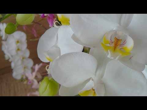 Видео: БОЛЬШЕ СУШИТЬ бутоны орхидеи НЕ БУДУТ! ПЫШНАЯ орхидея в бутонах НАСТОЯЩЕЕ! БУТОНЫ орхидеи на местах!