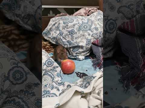 Видео: Сумасшедшая пасючка Алия