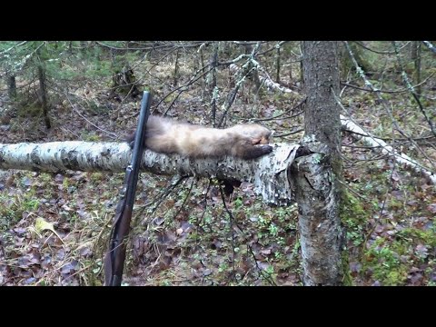 Видео: ОХОТА НА КУНИЦУ С ЛАЙКОЙ #2 / Сезон 25-26г.