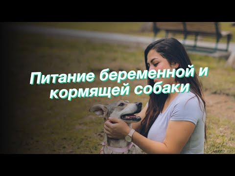 Видео: Питание беременной и кормящей собаки