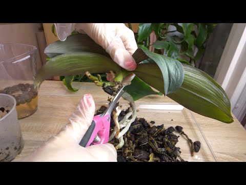 Видео: СГНИЛИ ВСЕ корни орхидеи Монро. An orchid without roots.