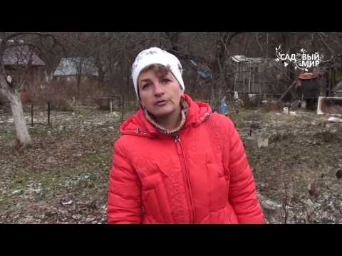 Видео: Обрезка крыжовника осенью. Секатор-кусторез Самурай. Сайт "Садовый мир"