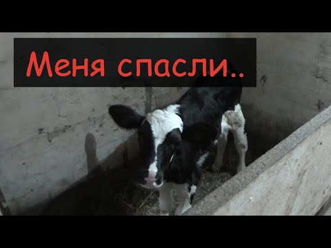 Видео: Лечение и профилактика диареи у теленка/Спасли жизнь теленку/