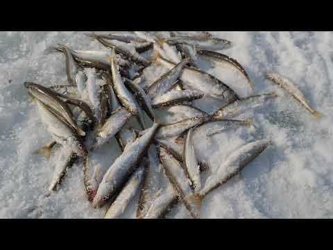 Видео: И снова зубарь. 28.02.2023 село Лесное.