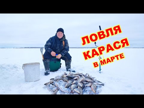 Видео: Ловля карася в начале марта. Лёд ещё толстый