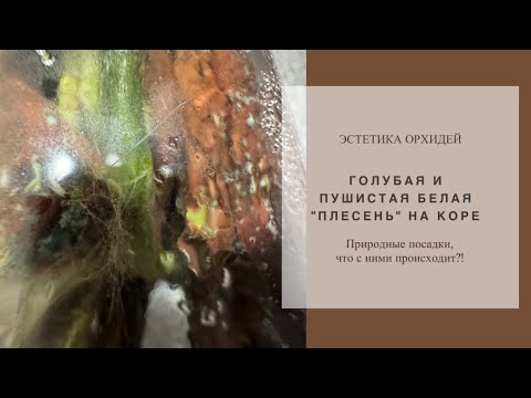 Видео: Комплект «плесени» убирать или оставить?!