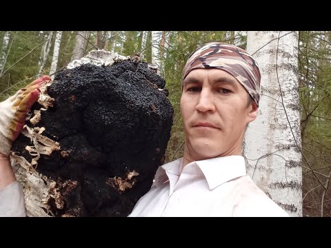 Видео: За чагой в дальние дали.