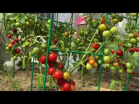 Видео: ПЕРЕКИСЬ ВОДОРОДА СПАСЕТ ТОМАТЫ ОТ ВСЕХ БОЛЕЗНЕЙ!
