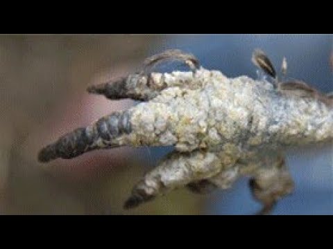 Видео: БОЛЕЗНИ КУР. Кнемидокоптоз ног- известковая нога. Лечение ножного клеща кур, обработка курятников.
