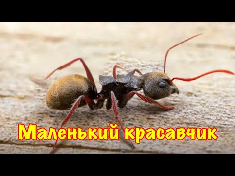 Видео: The Ants. Ворсистый Муравей