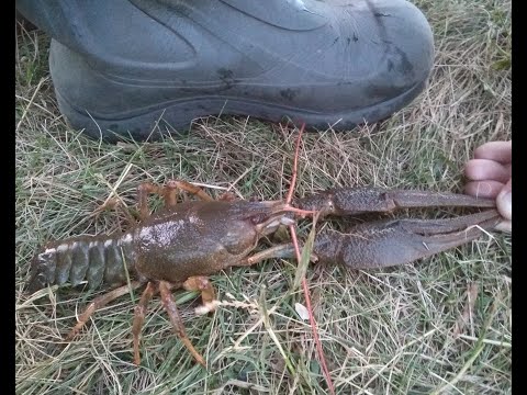 Видео: Как поймать рака руками с берега.Секретный способ ловли раков.Лучший способ поймать раков.