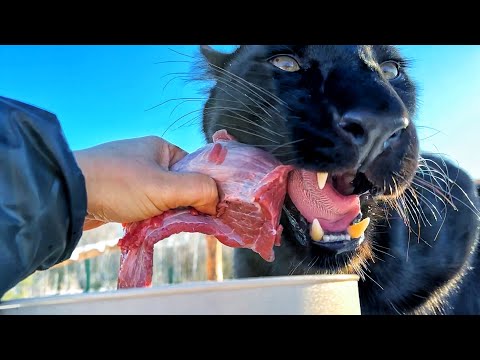 Видео: Пантера Луна сегодня вредничает 🙈😸