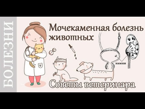Видео: Мочекаменная болезнь у котов, собак. Советы ветеринара