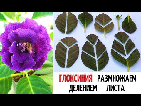 Видео: ГЛОКСИНИЯ 🌺 ОЧЕНЬ МНОГО ДЕТОК из ОДНОГО ЛИСТА‼️