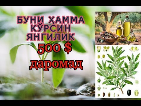 Видео: Уй шароитида Зайтун кучатини етиштириш. Кушимча даромад. #Qo`shimcha daromad. #Zaytun. #ko`chat