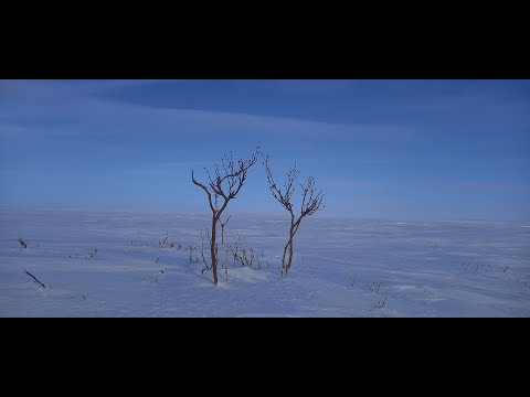 Видео: Полуостров ТАЙМЫР (Тундра) 2 часть