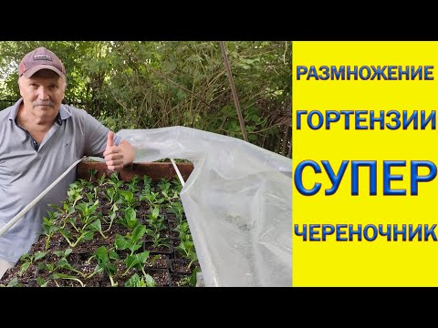 Видео: Размножение гортензии. Супер череночник.