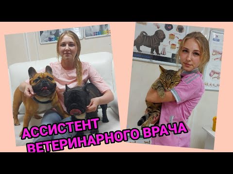 Видео: ОПЫТ РАБОТЫ АССИСТЕНТОМ ВЕТЕРИНАРНОГО ВРАЧА / 2 ЧАСТЬ 🦝