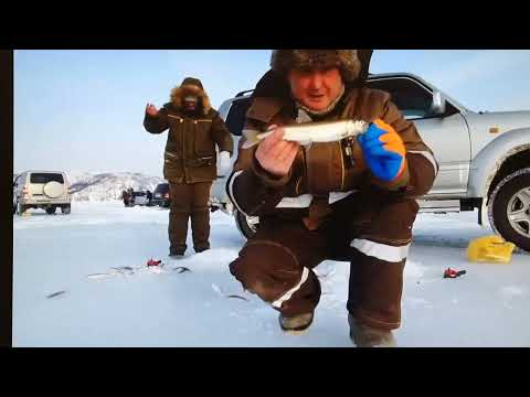 Видео: Крупный зубарь, ловля корюшки, Магадан, бухта Гертнера, 2023 год