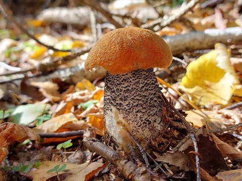 Видео: Грибник попал на поляну подосиновиков! Осенний сбор грибов 2023 года.